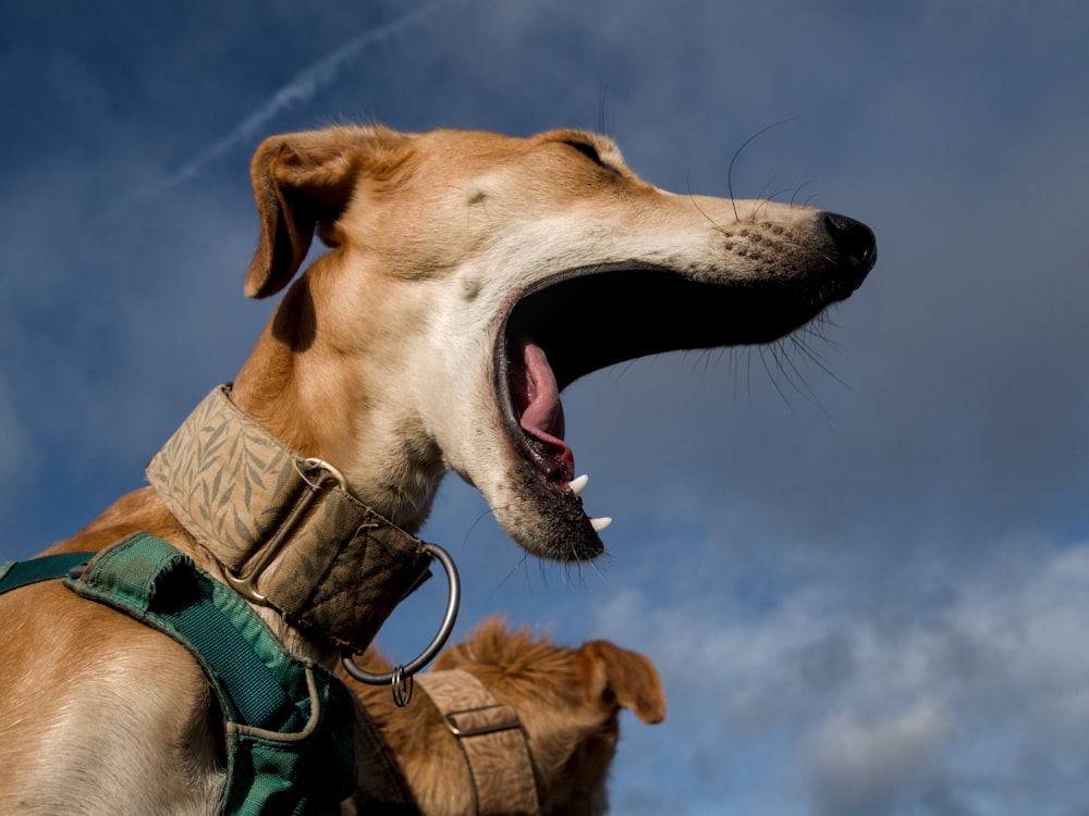 um cão com a boca aberta e a boca bem aberta