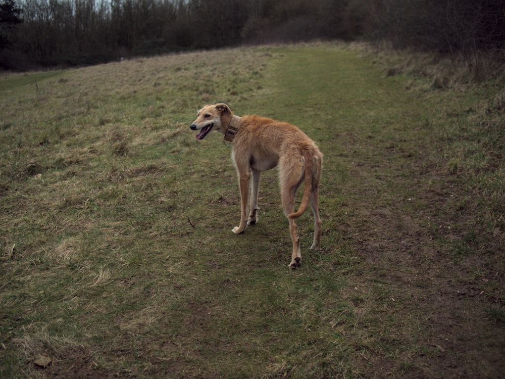 a brown dog standing on top of a lush green field