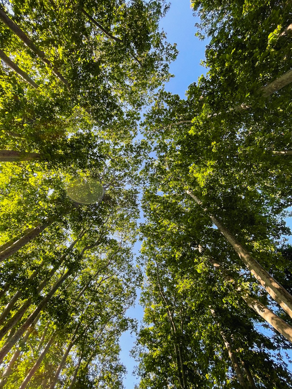 looking up at the tops of tall trees in a forest