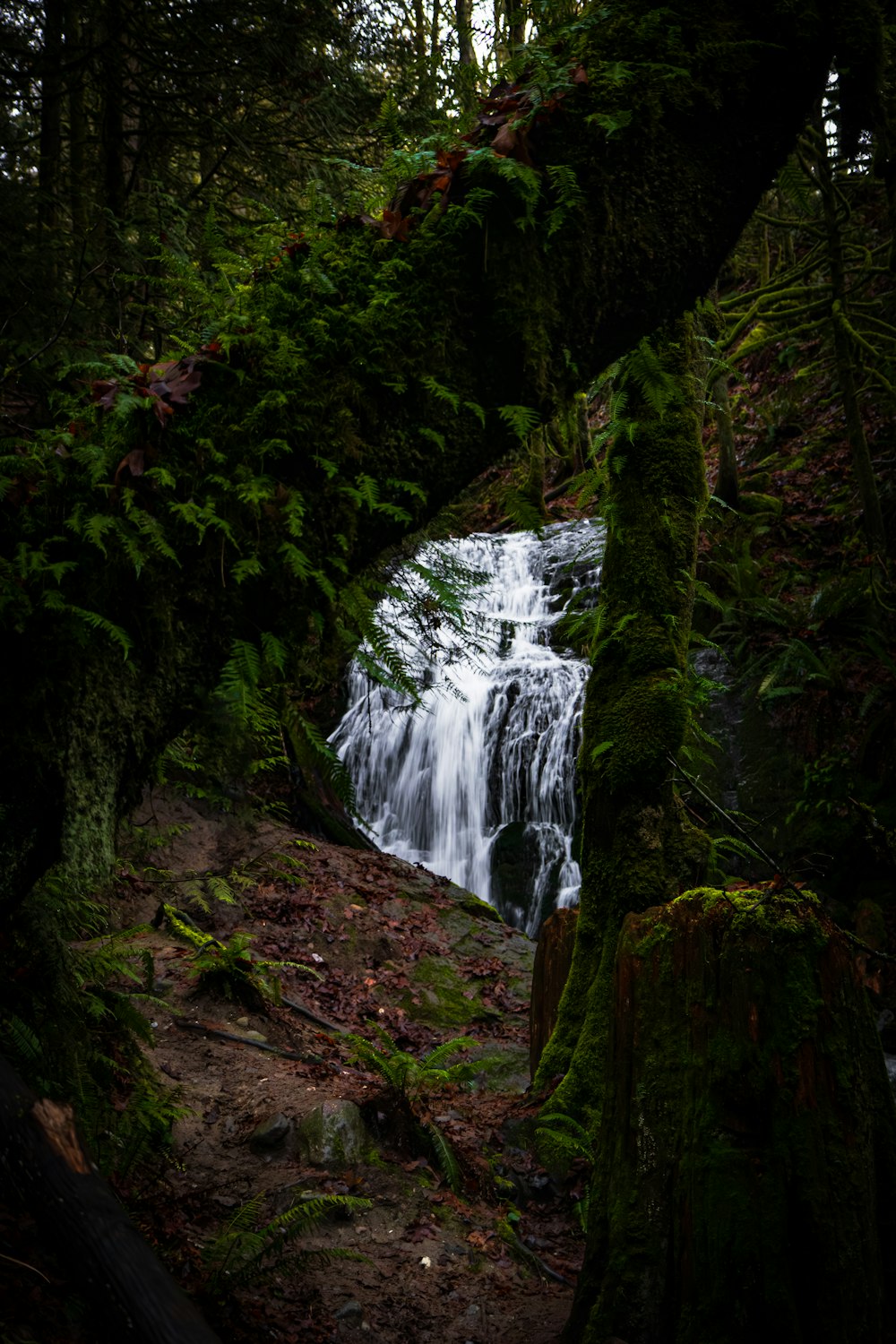 a small waterfall in the middle of a forest