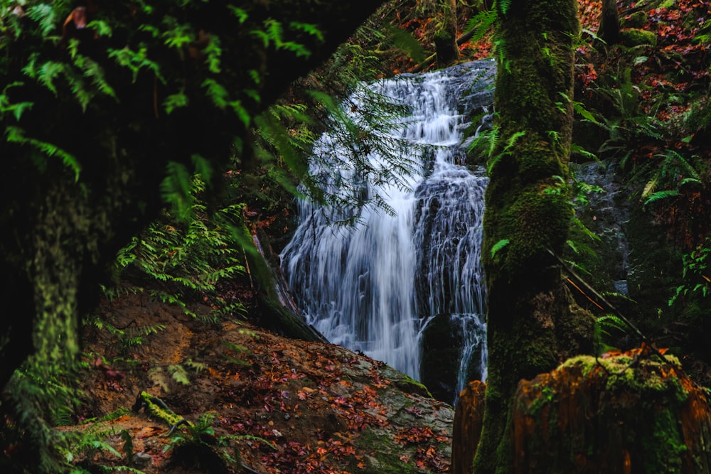 a small waterfall in the middle of a forest