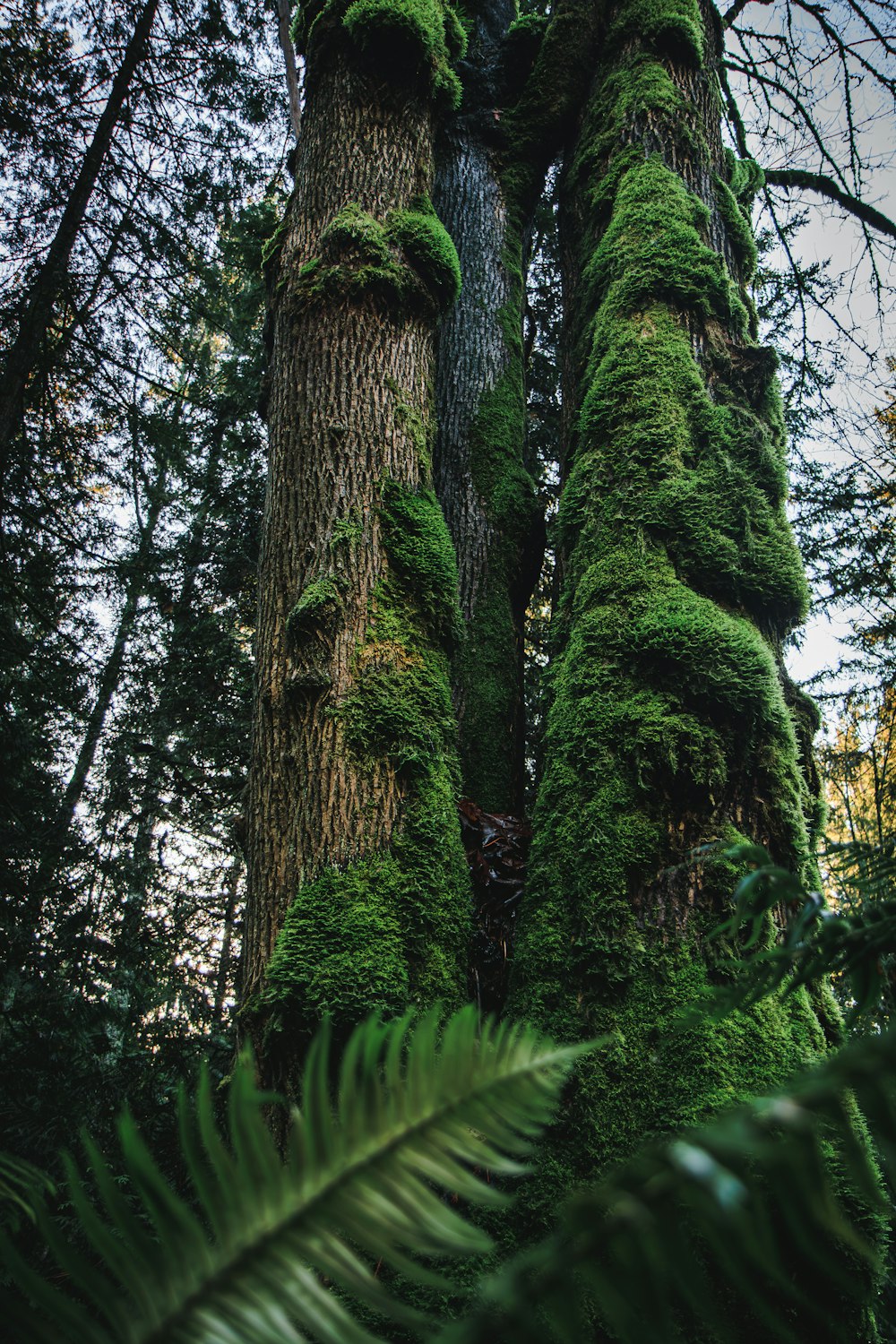 a very tall tree covered in lots of green moss