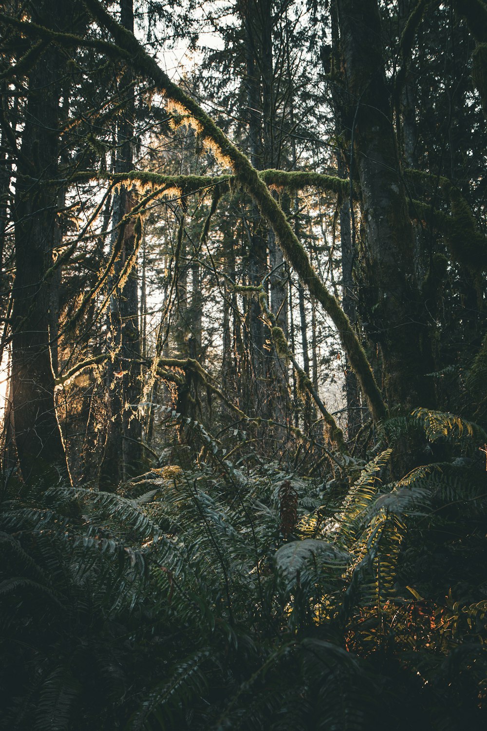 a forest filled with lots of tall trees