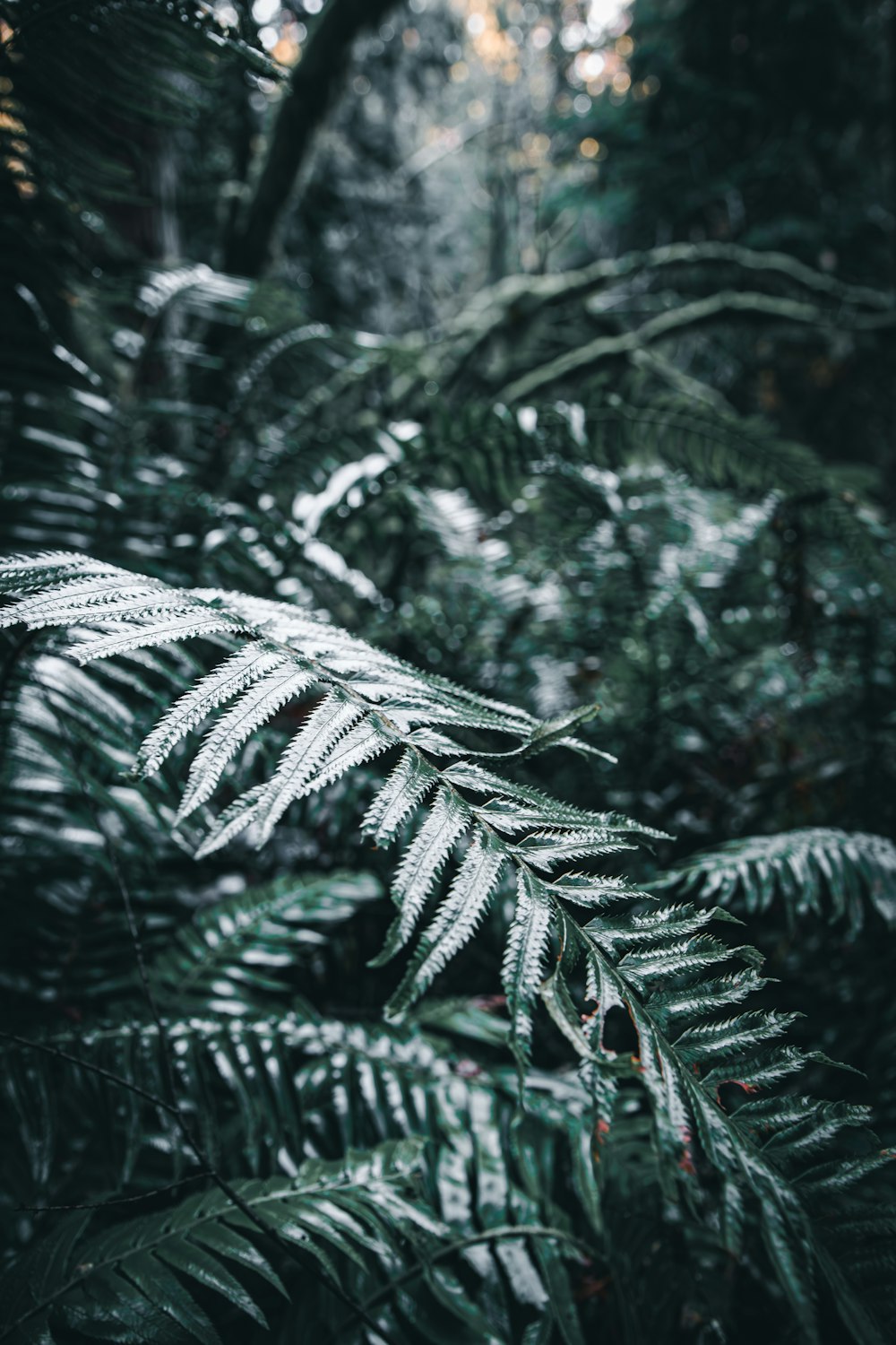 a close up of a fern leaf in a forest