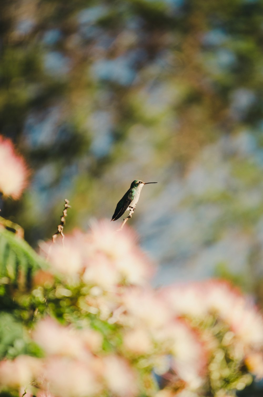 a small bird sitting on top of a tree branch