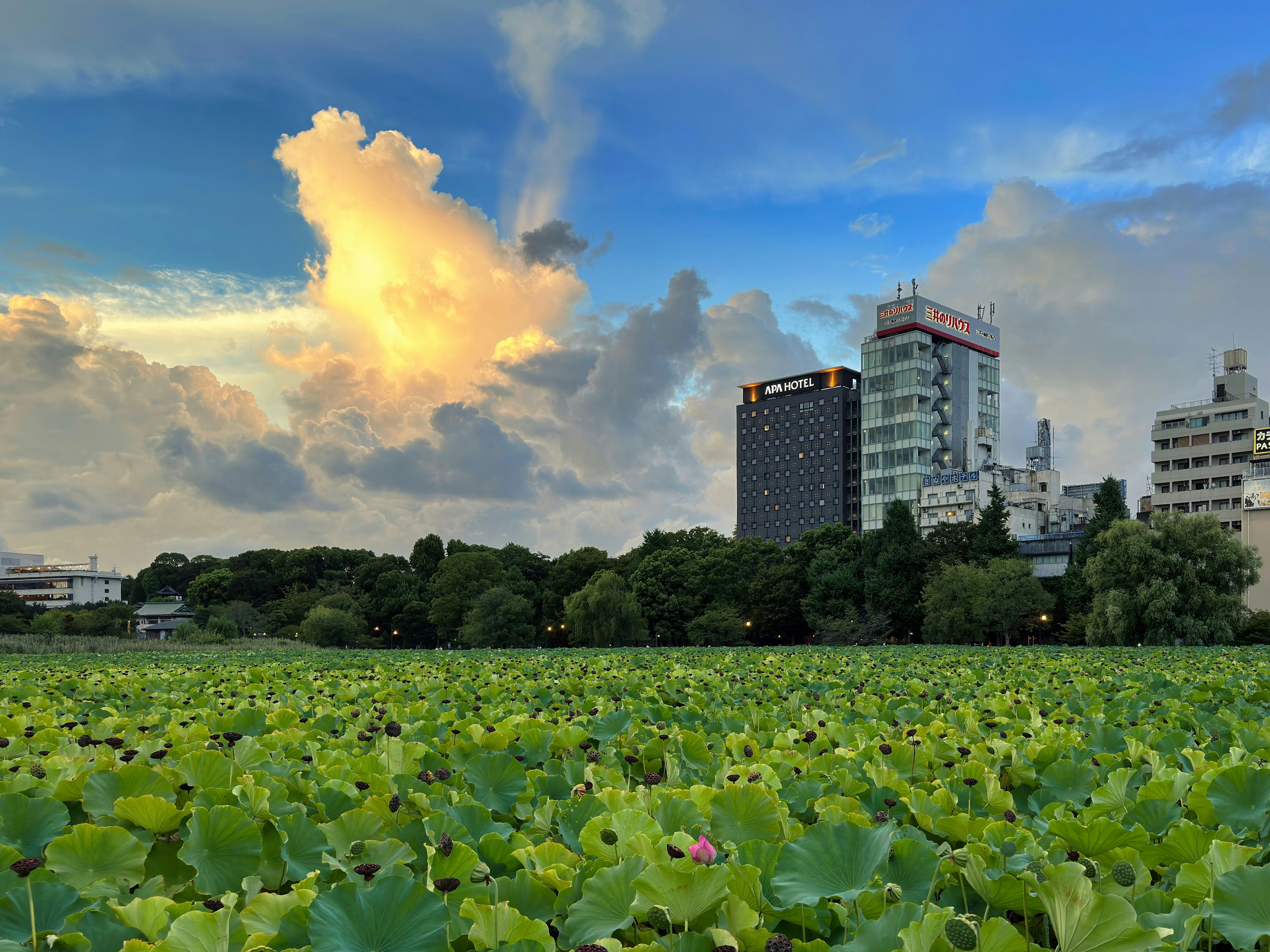 a large field of green plants with buildings in the background, Golden sunlight breaks through clouds over the lush lotus of Shinobazu Pond, juxtaposed with the Tokyo skyline.