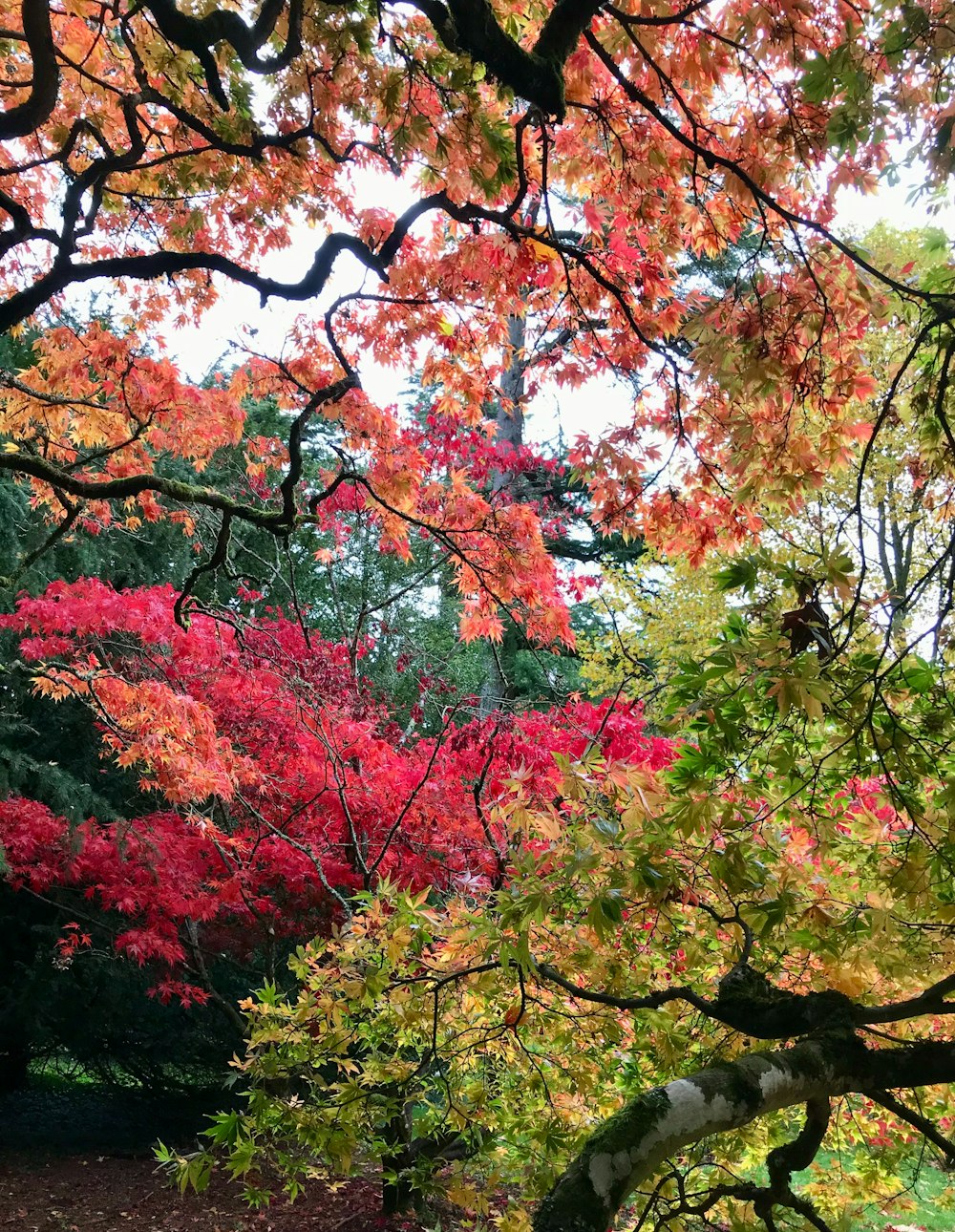 나뭇잎이 가득한 나무 아래 앉아있는 공원 벤치