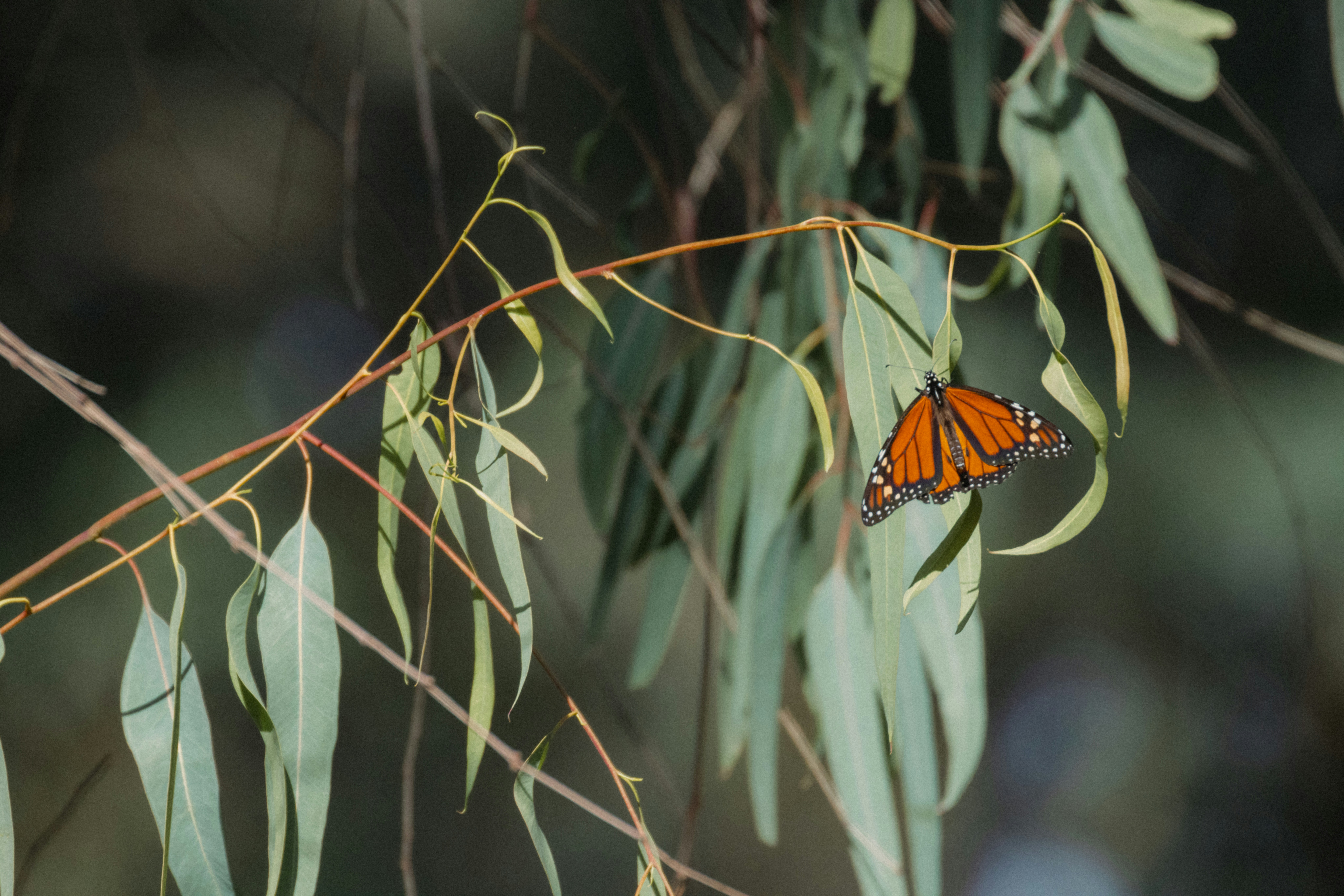 The Role of Citizen Science (image credits: unsplash)