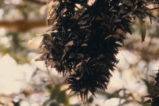 A mass of monarch butterflies clings to a branch, with their distinctive orange and black patterned wings visible. The background is softly blurred, depicting a natural setting with trees, and the light appears warm and diffused, suggesting a serene and tranquil environment.