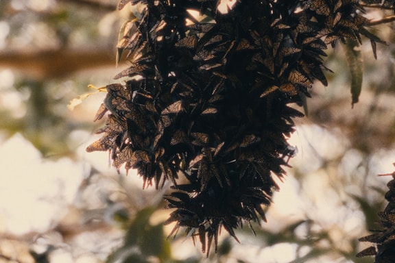 A mass of monarch butterflies clings to a branch, with their distinctive orange and black patterned wings visible. The background is softly blurred, depicting a natural setting with trees, and the light appears warm and diffused, suggesting a serene and tranquil environment.