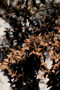 A community gathering with monarch butterflies digitally overlaid, symbolizing growth and support.