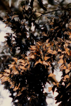 A community gathering with monarch butterflies digitally overlaid, symbolizing growth and support.