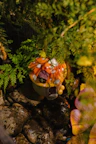 A whimsical, small mushroom-shaped house with a red-orange cap, dotted with white spots, nestled among vibrant green ferns. The structure has a tiny window and a door, adding to its fairy-tale charm. The ground around the house is covered with wet stones and leaves, contributing to the enchanted garden setting.