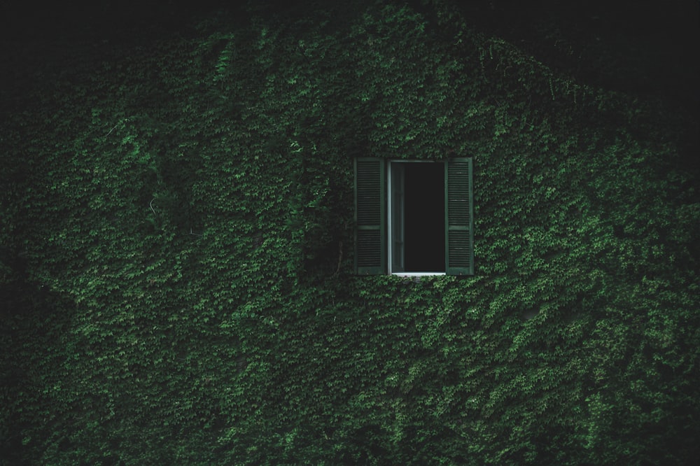 a window in the side of a green wall