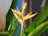 A close-up photo of vibrant orange bird of paradise flowers basking in sunlight.