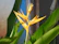 A close-up photo of vibrant orange bird of paradise flowers basking in sunlight.