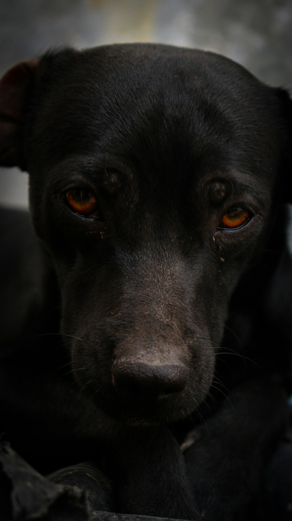 a close up of a black dog with orange eyes