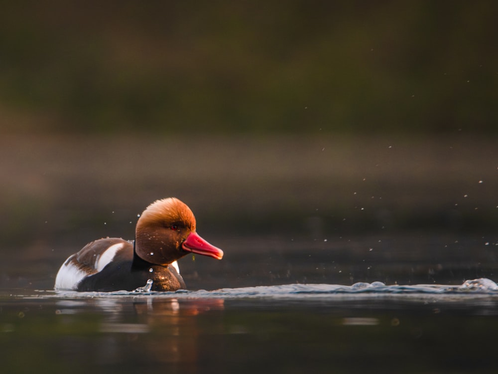 a brown and white duck floating on top of a body of water