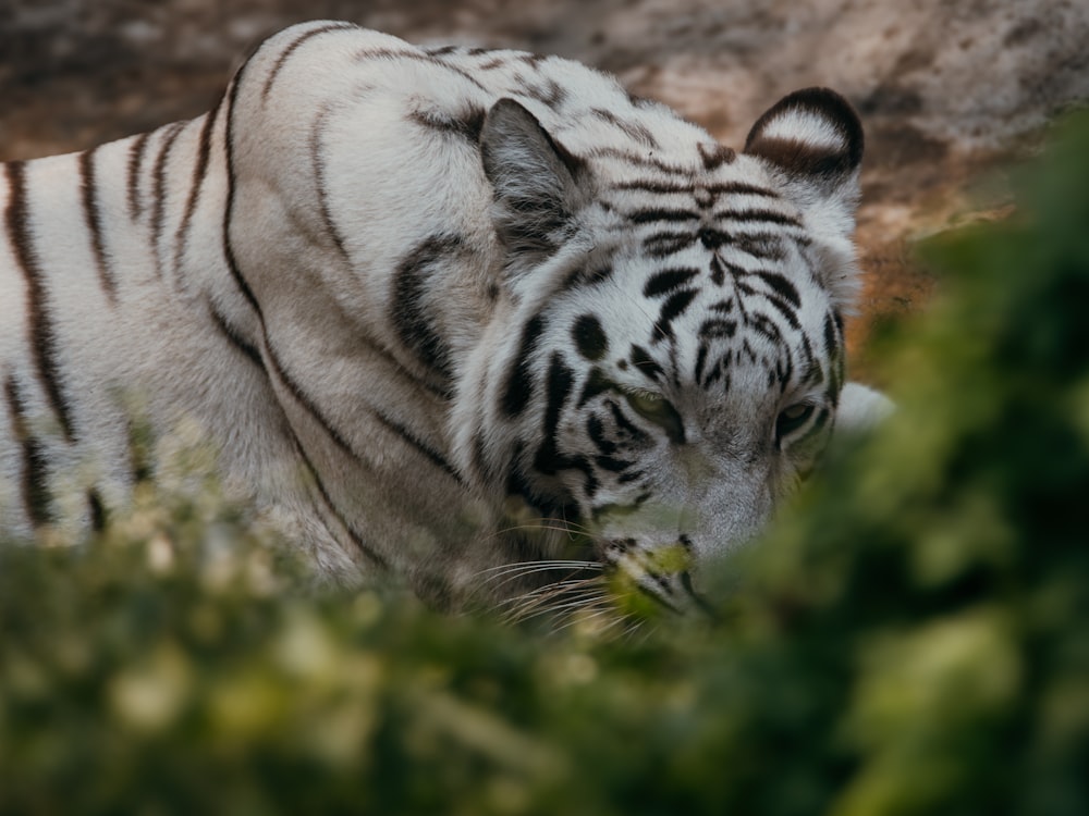 a white tiger standing next to a lush green forest
