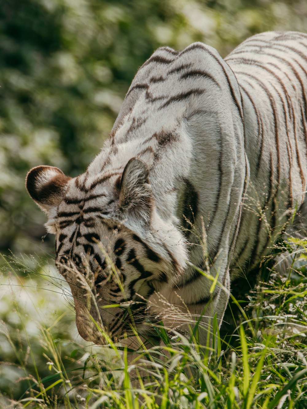 a white tiger eating grass in a field