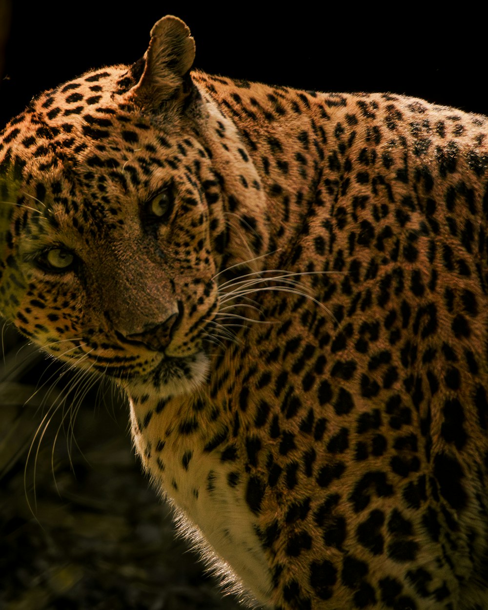 a close up of a leopard on a black background