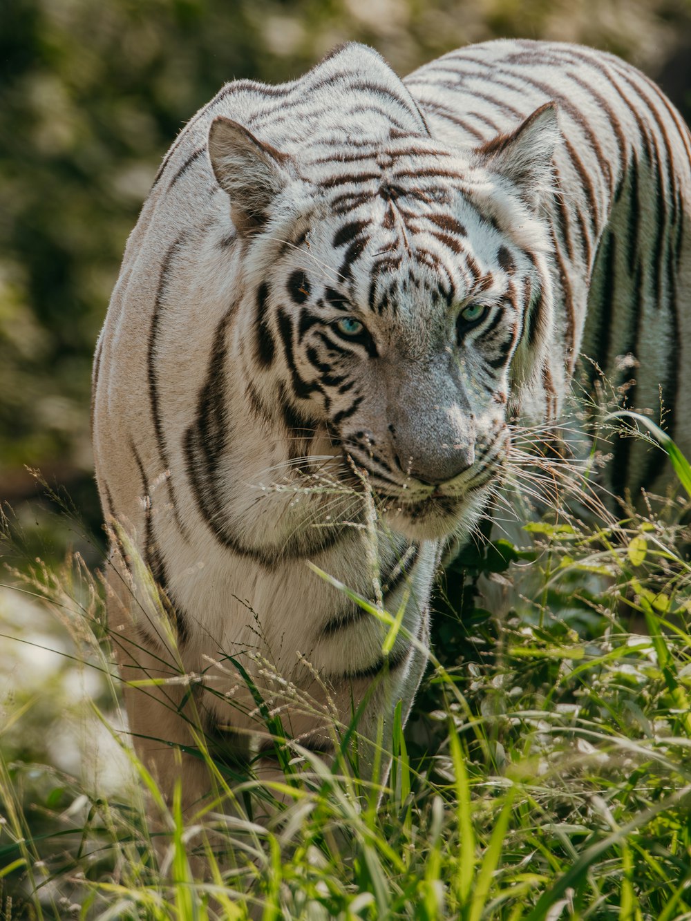 a white tiger walking through a lush green field