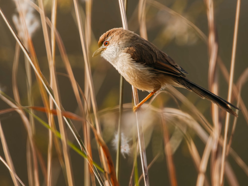 a small bird perched on top of a dry grass