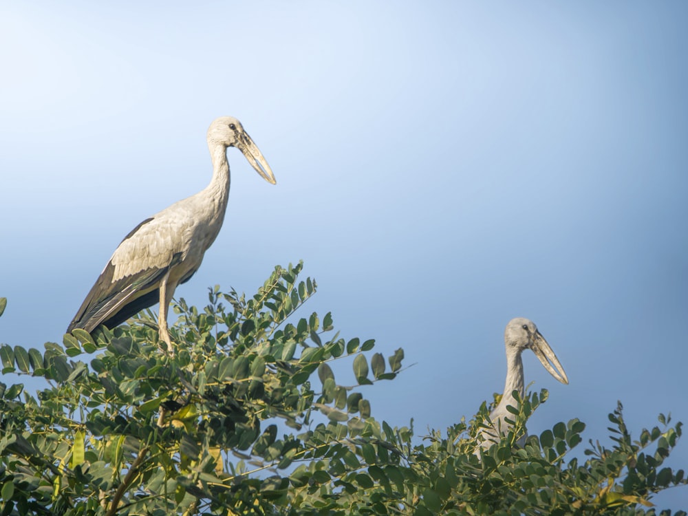 a couple of birds sitting on top of a tree