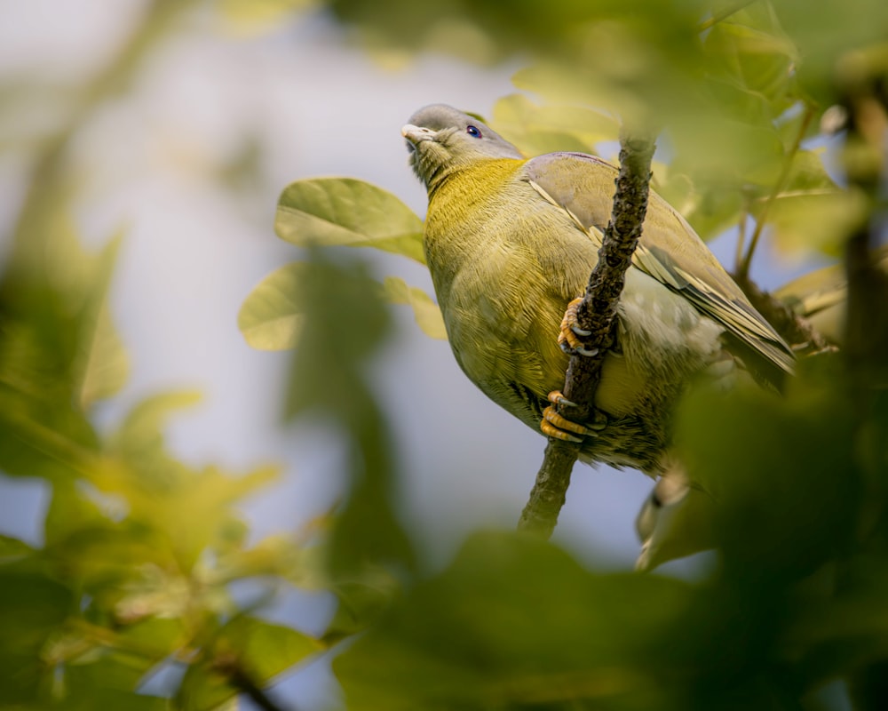 a bird perched on a branch of a tree