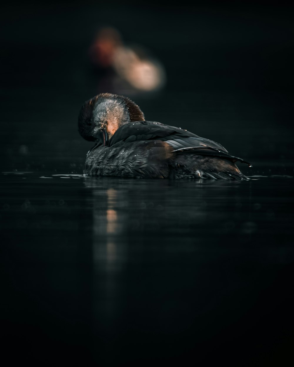 a bird that is floating in the water