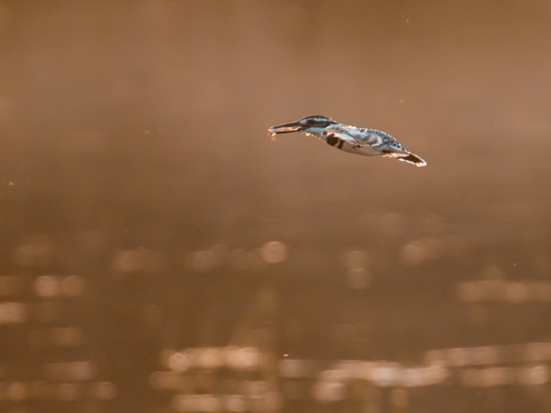 A kingfisher is captured in mid-flight against a softly blurred brown background. The bird, with its distinctive blue and white plumage, appears to be gliding effortlessly, with its beak slightly open.