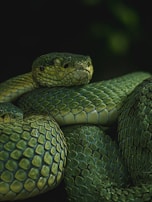 A close-up view of a green snake with intricate scale patterns coiled in a dark environment. The snake's head is slightly raised, showcasing its textured skin and focused eyes.