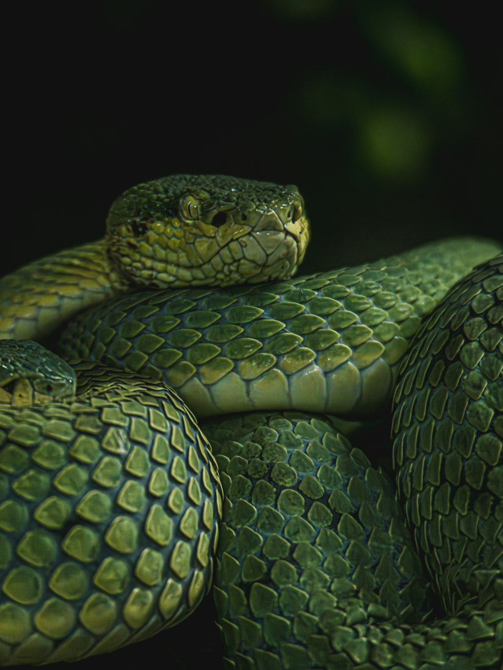 a close up of a green snake on a black background