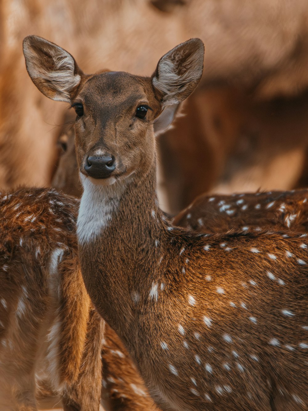 a group of deer standing next to each other