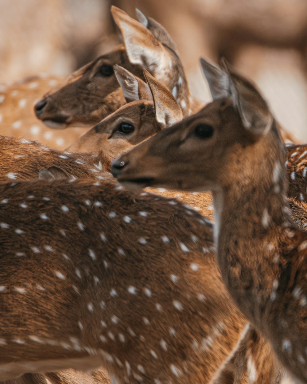 a group of deer standing next to each other