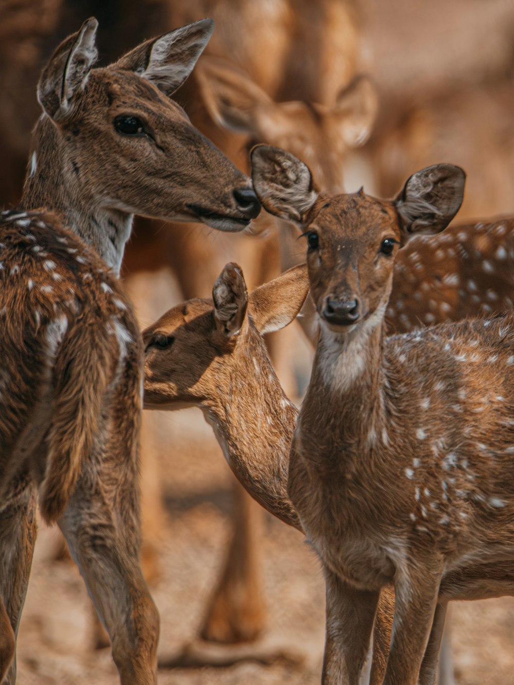 a group of deer standing next to each other