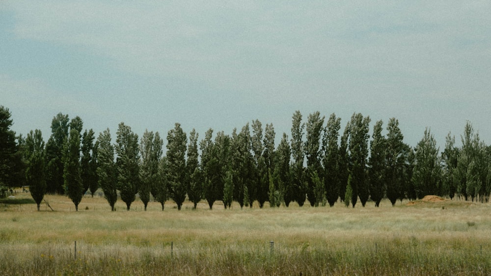 a row of trees in a grassy field