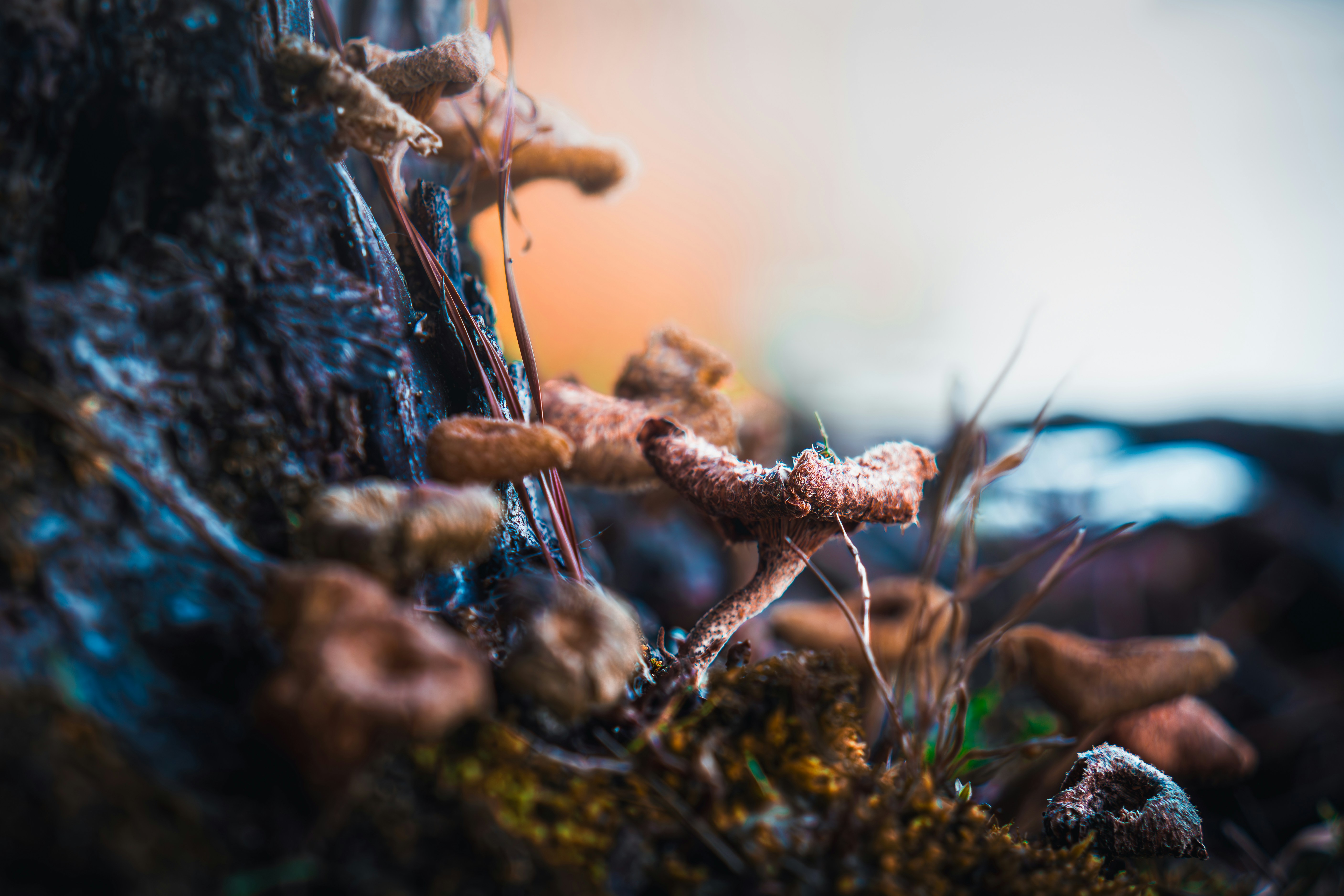 Photo by tomatopictures1