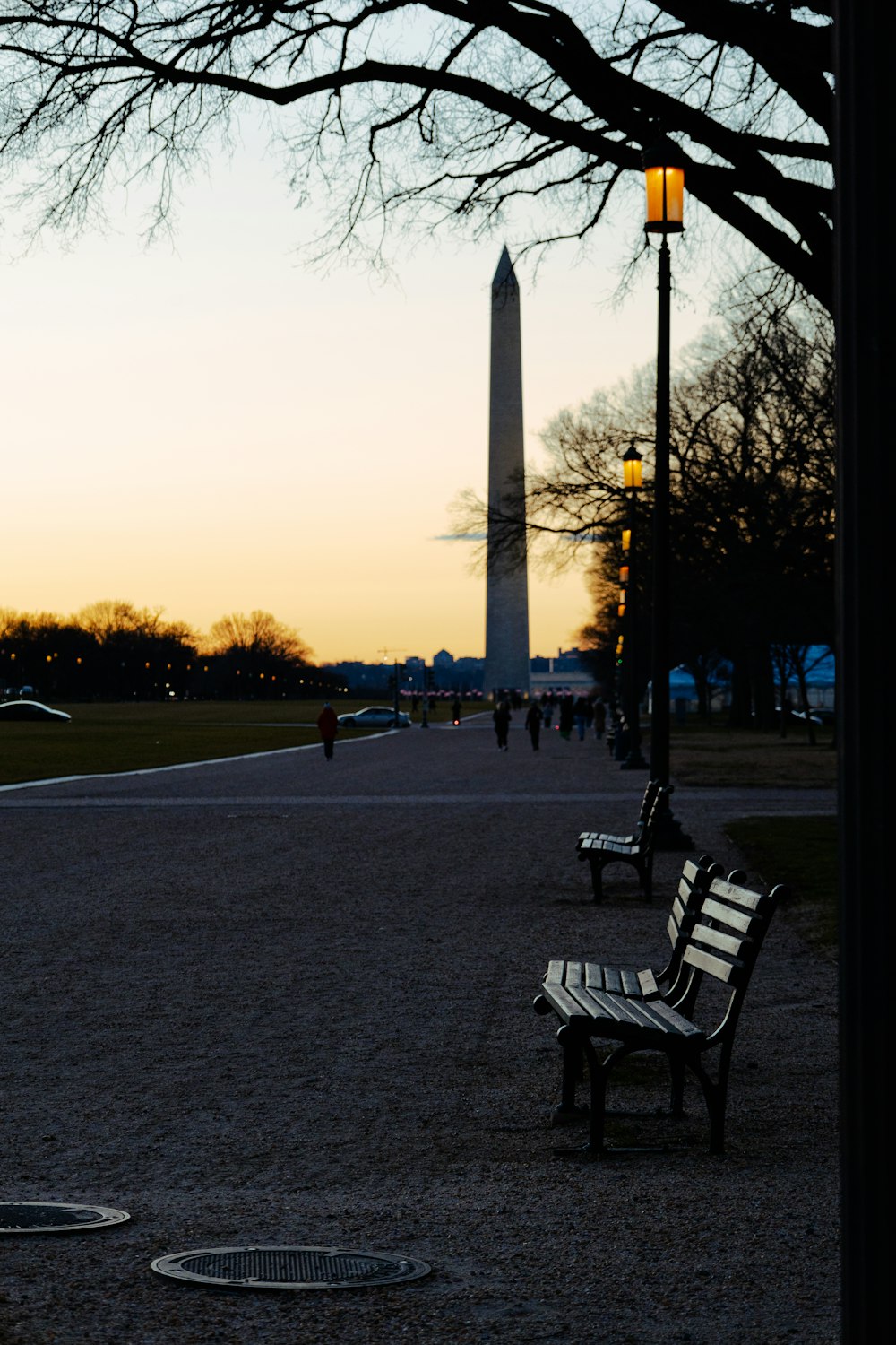 a couple of park benches sitting next to a tree