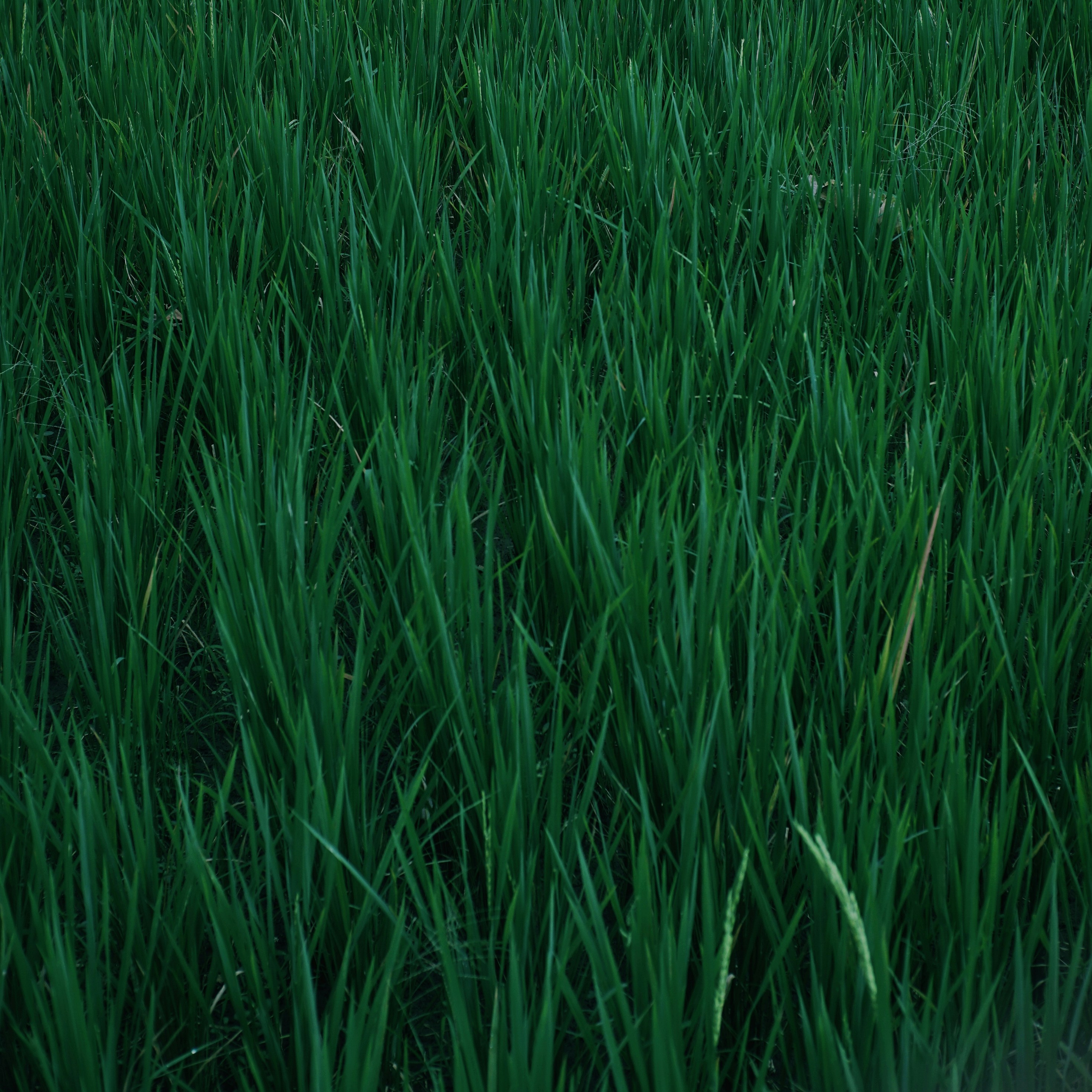 Close-up ladang rumput hijau