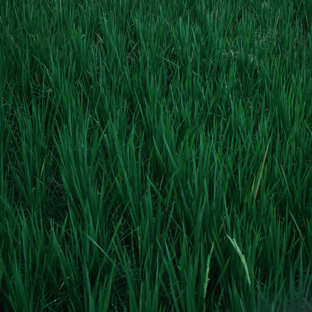 a close up of a field of green grass