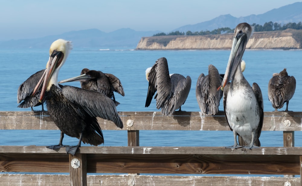 a group of pelicans sitting on a wooden fence