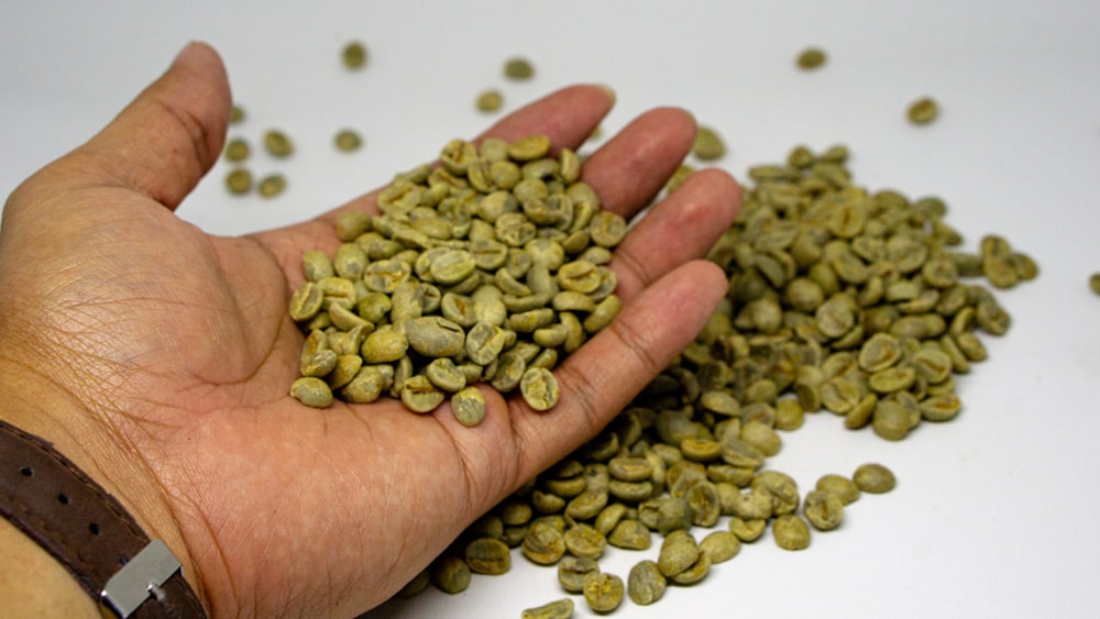 a hand holding a handful of green coffee beans