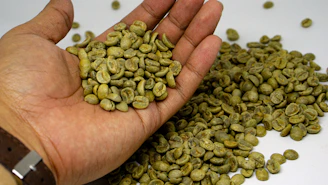 Hands holding a handful of green coffee beans in a sunlit coffee farm