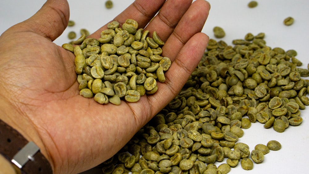 a hand holding a handful of green coffee beans