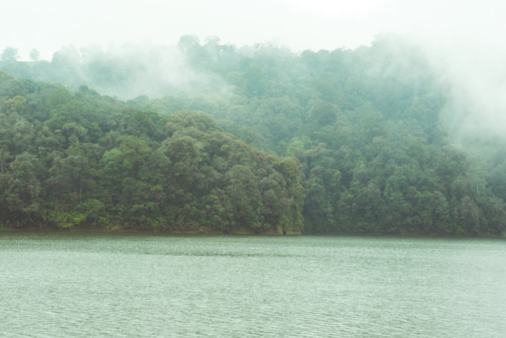 a body of water surrounded by trees and fog