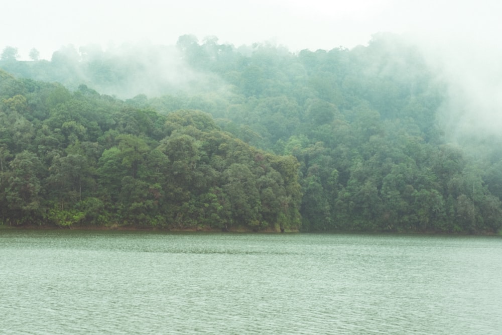 ein Gewässer, umgeben von Bäumen und Nebel