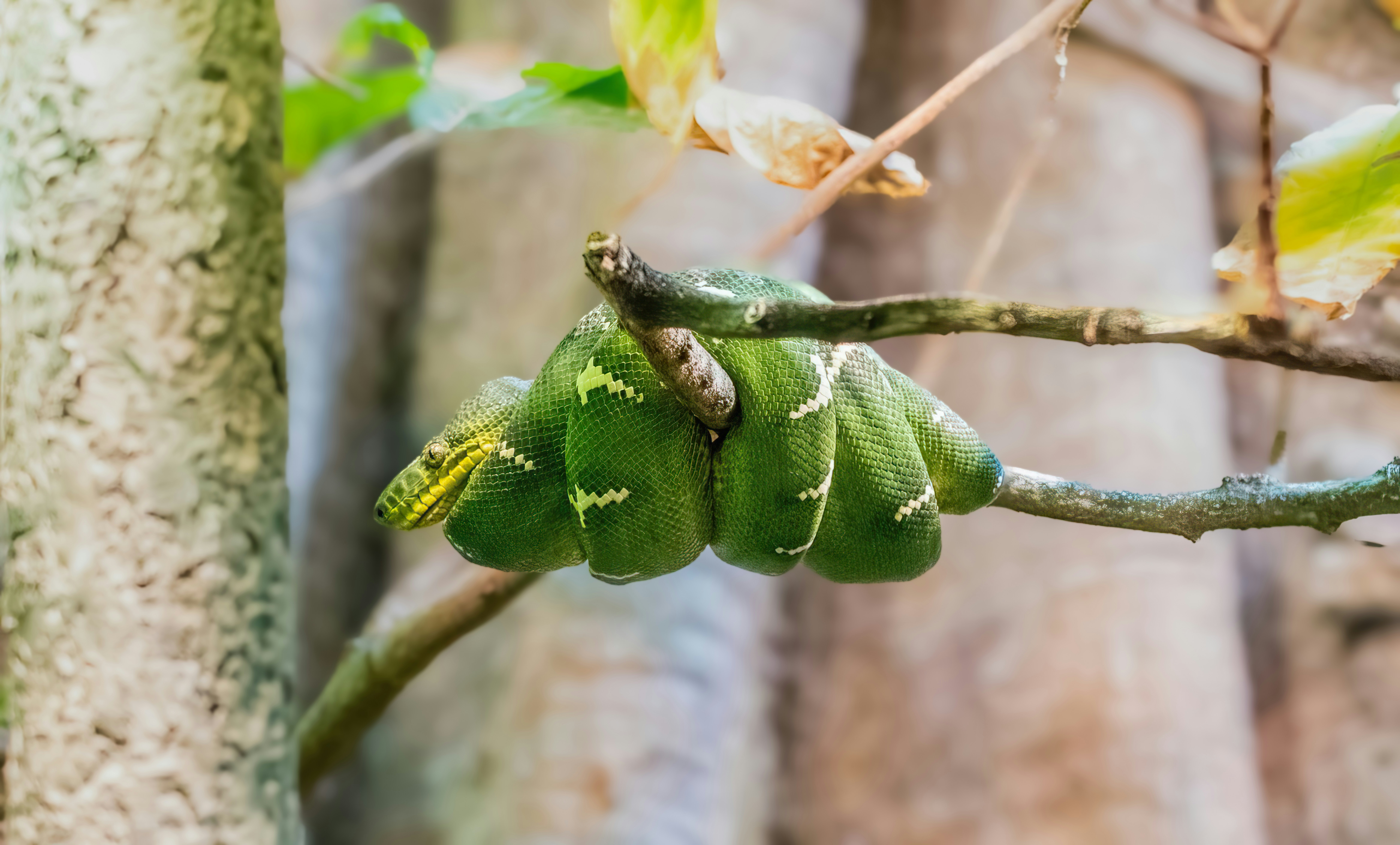 Emerald Tree Boa