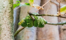 A green snake is coiled around a tree branch in a natural forest setting. Its emerald scales are marked with white patterns that blend seamlessly with the surrounding foliage. The setting is serene and dappled with soft, filtered sunlight.