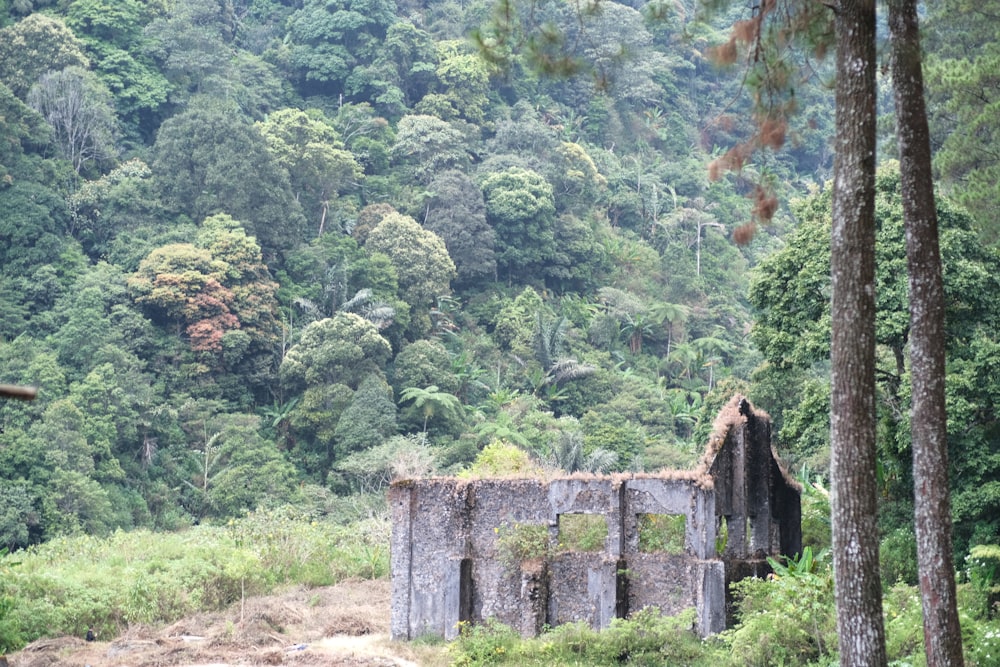 an old building in the middle of a forest